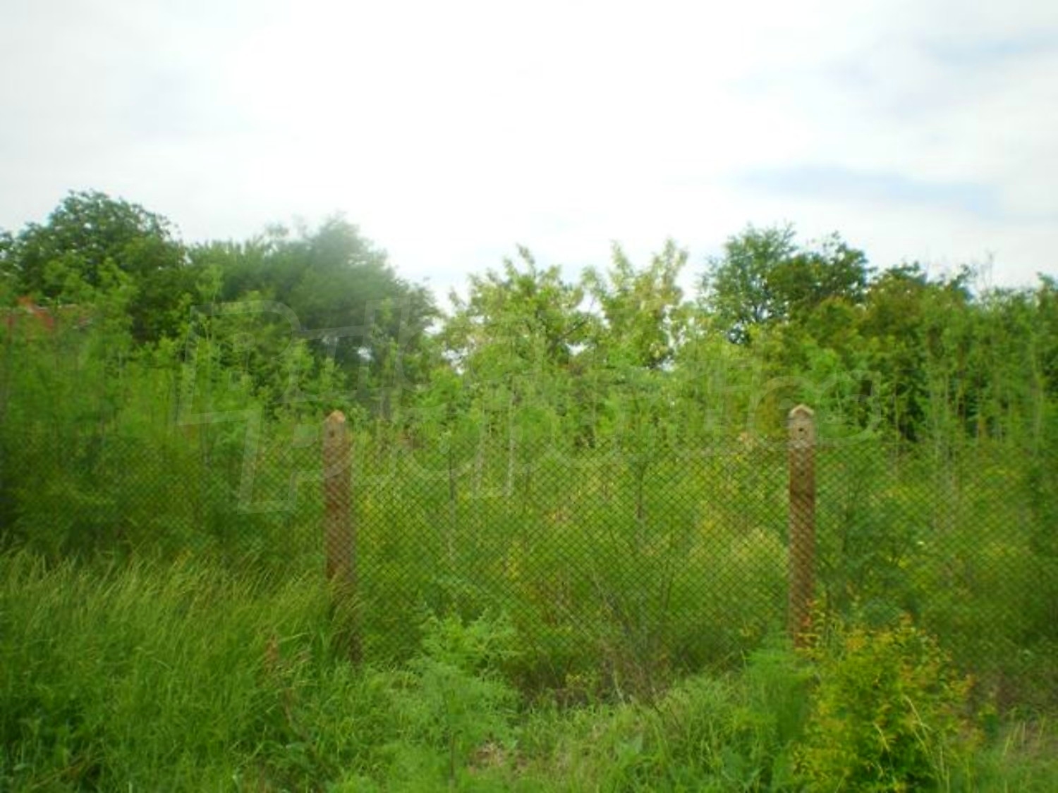 Gallery Picture 13