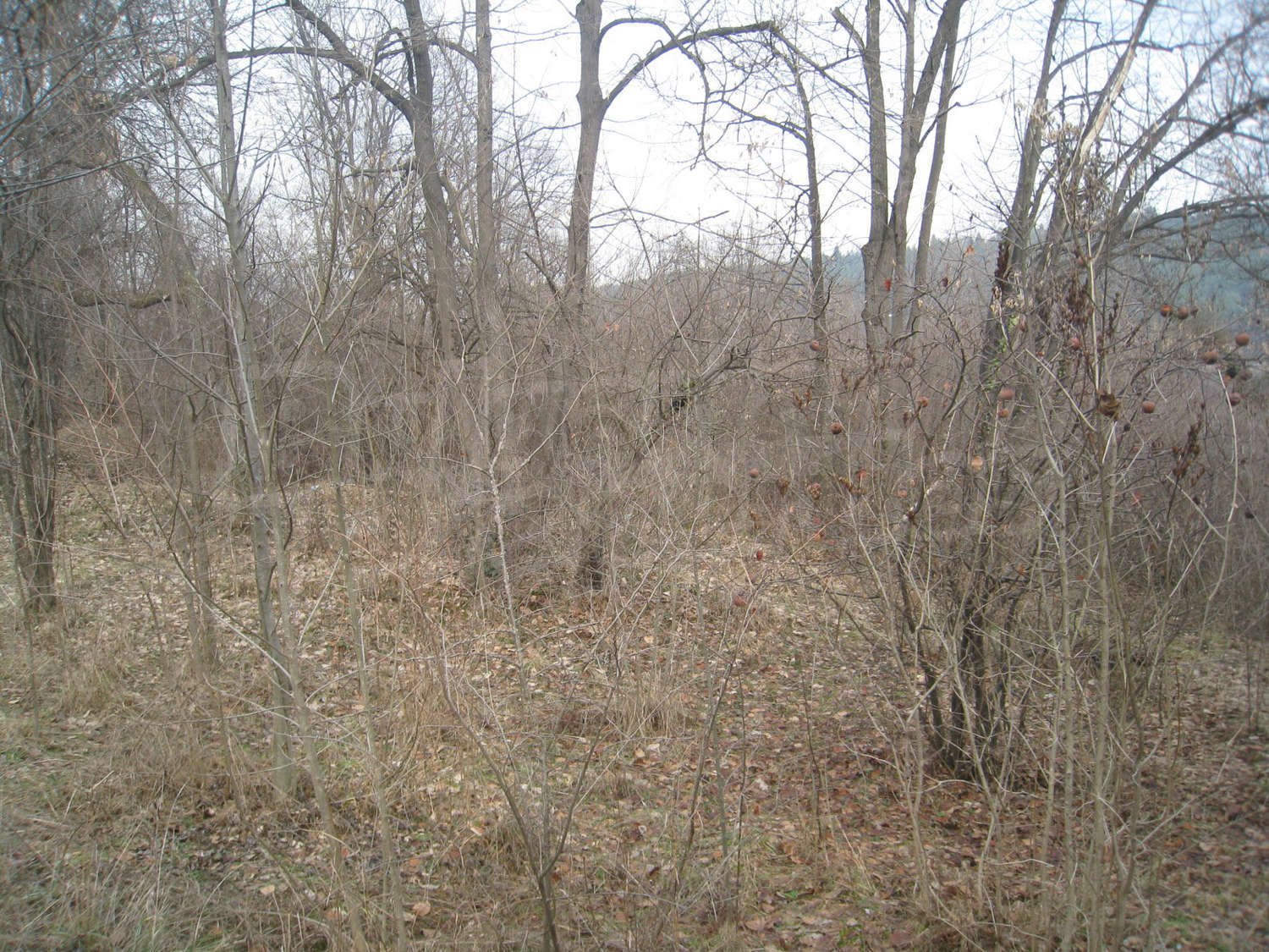 Gallery Picture 13