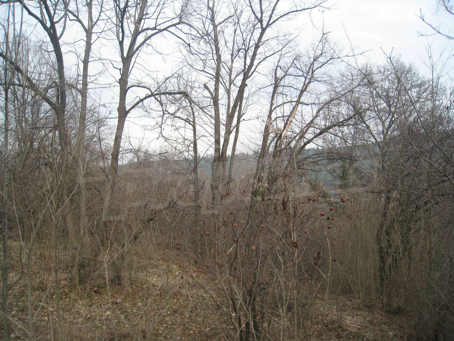 Gallery Picture 15