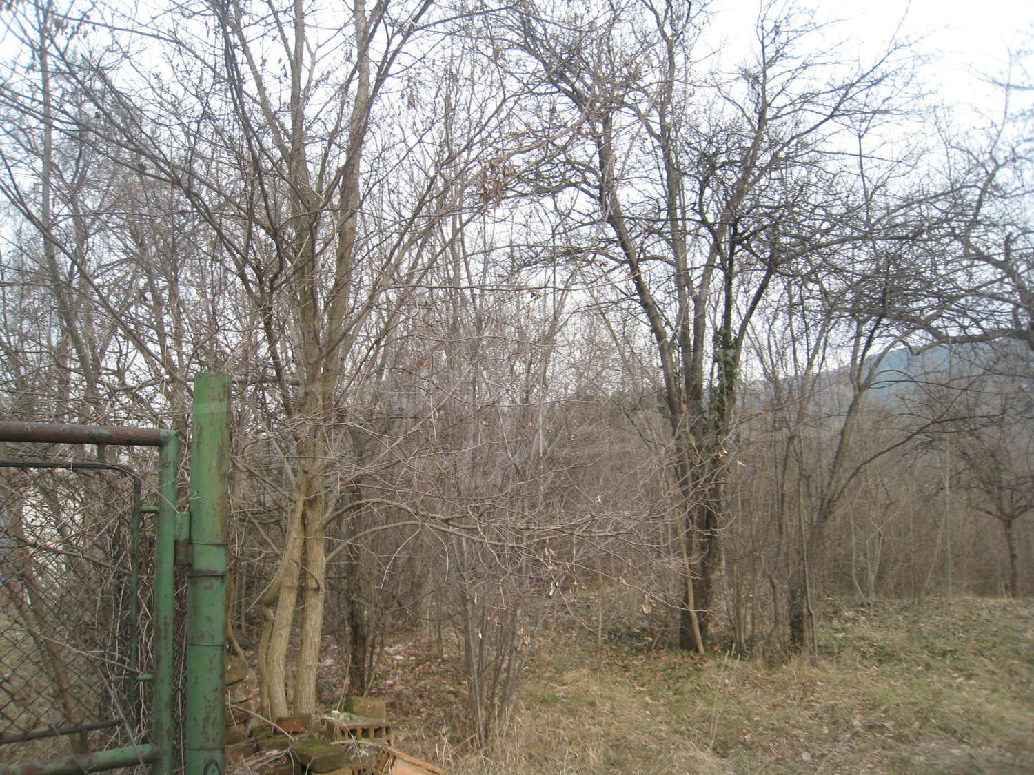 Gallery Picture 6