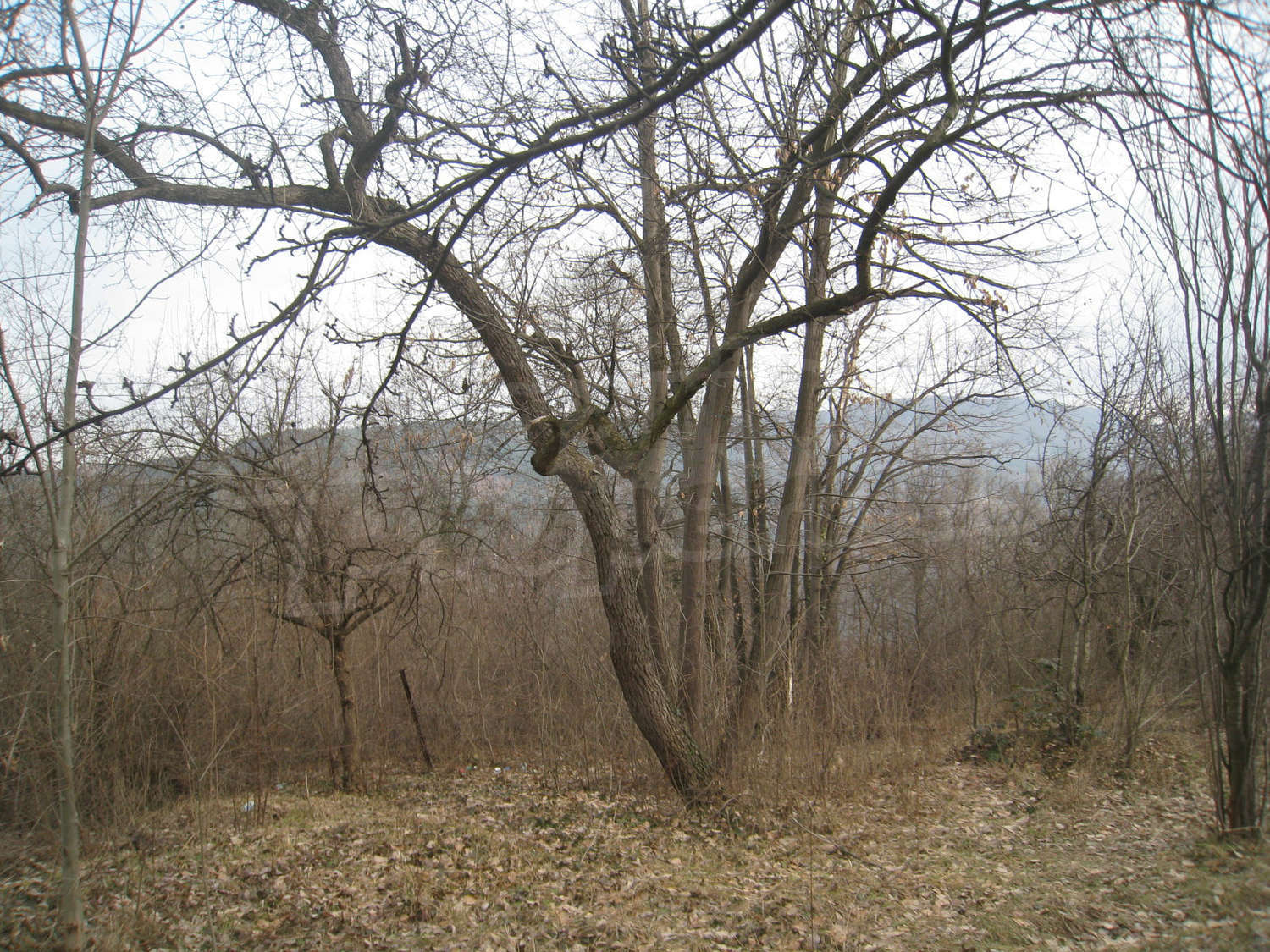 Gallery Picture 9