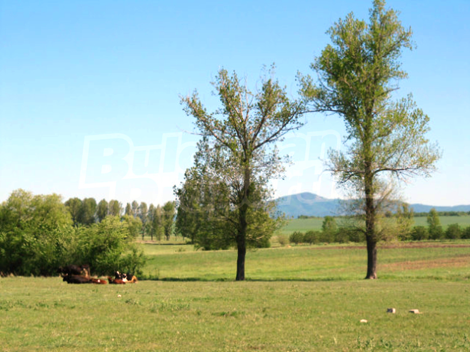Gallery Picture 36