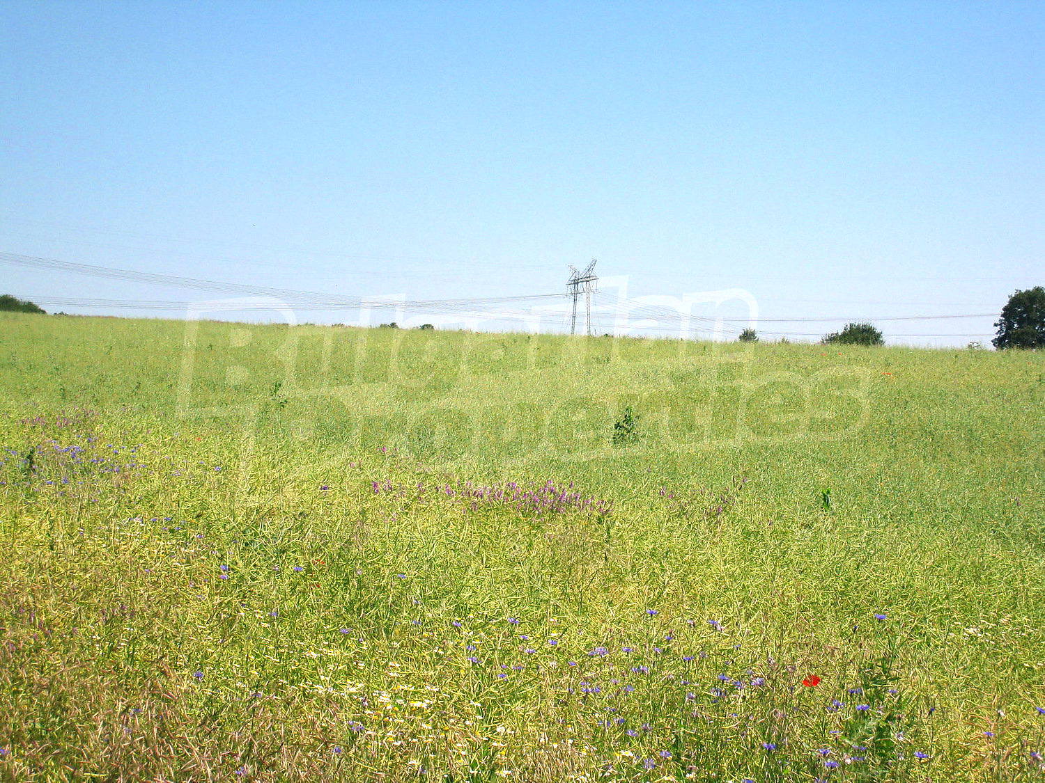 Gallery Picture 15
