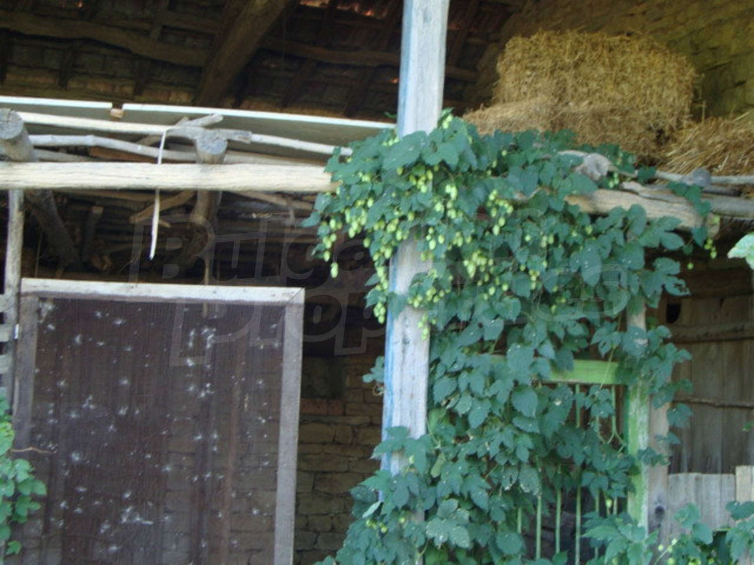 Gallery Picture 22