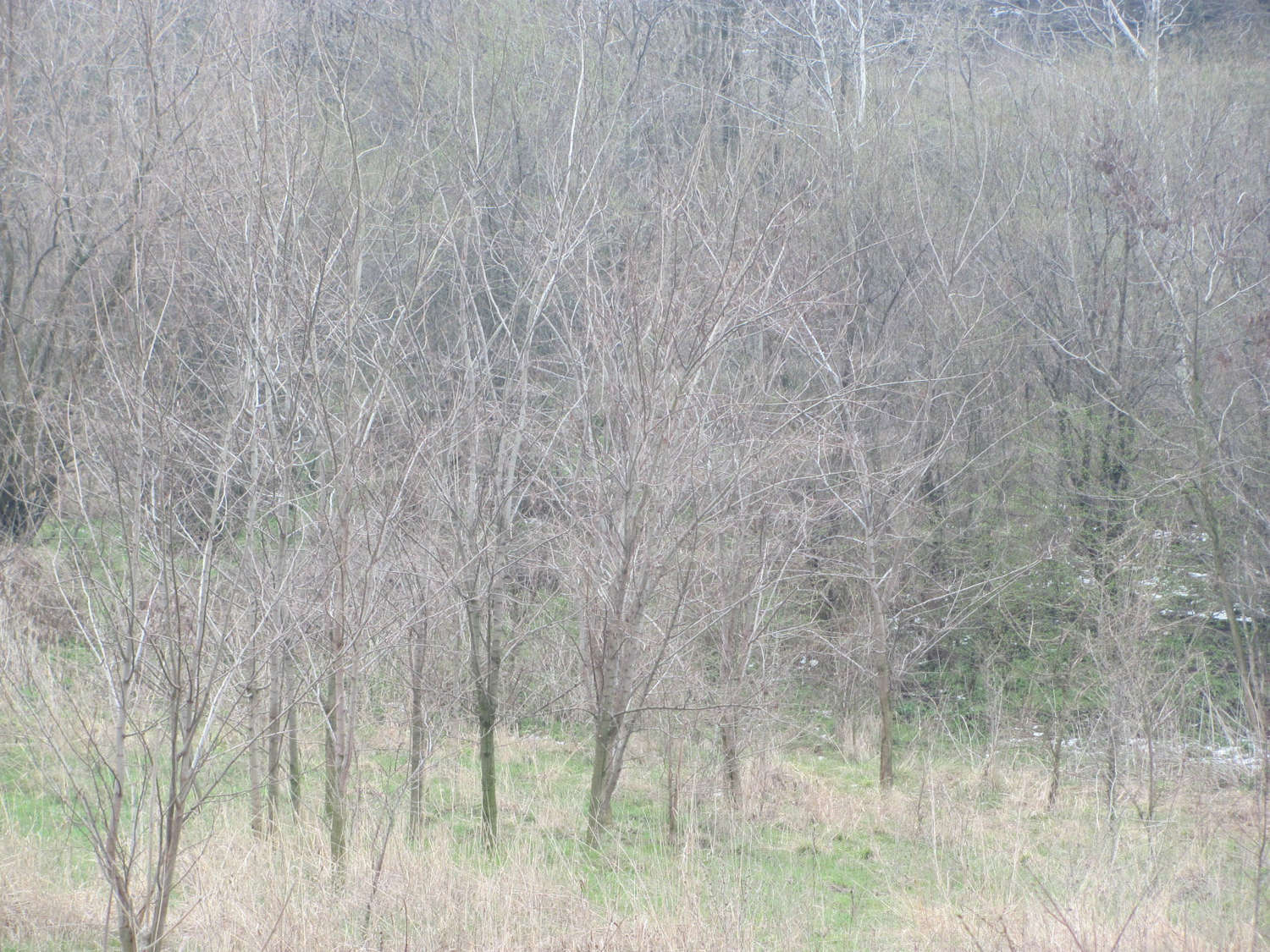 Gallery Picture 8