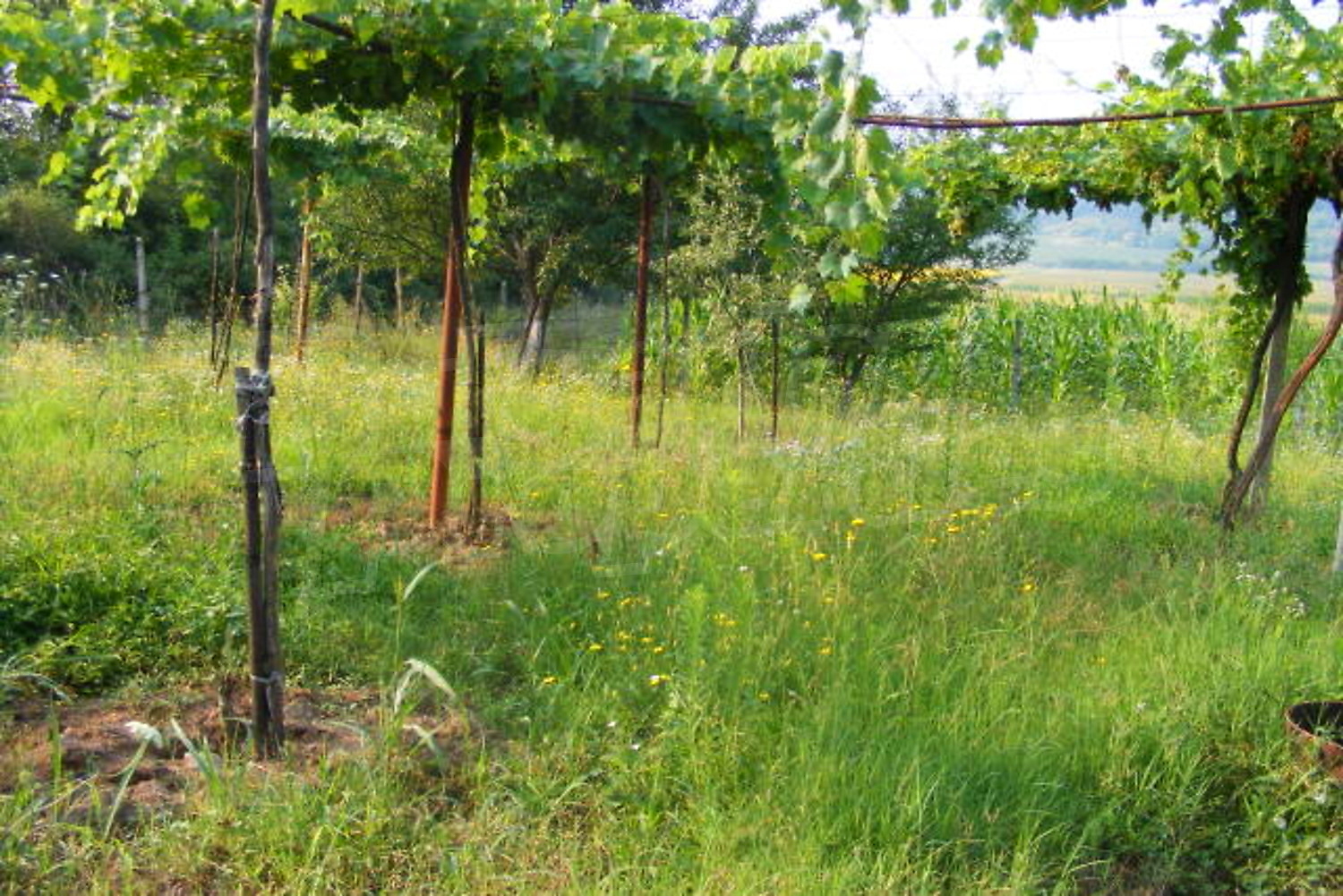 Gallery Picture 12