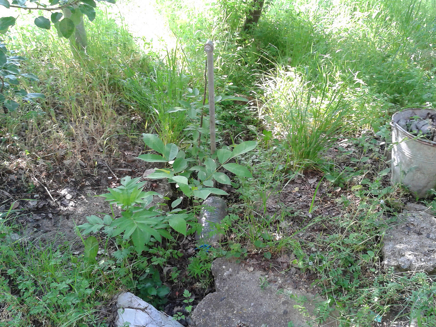 Gallery Picture 56