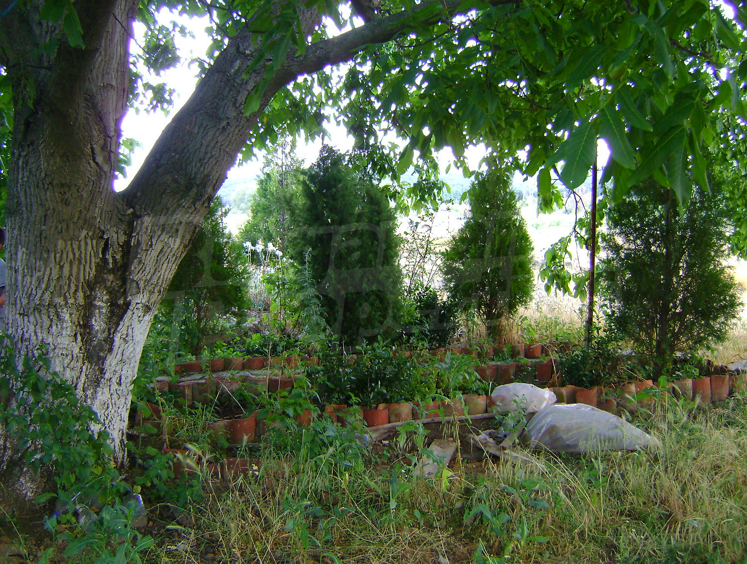Gallery Picture 21
