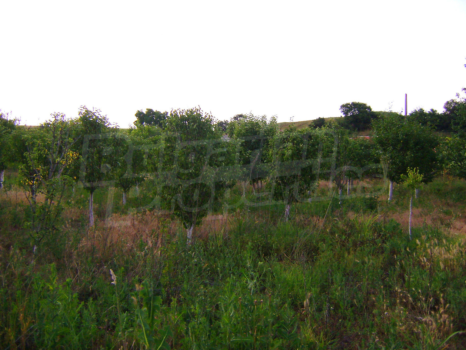 Gallery Picture 39