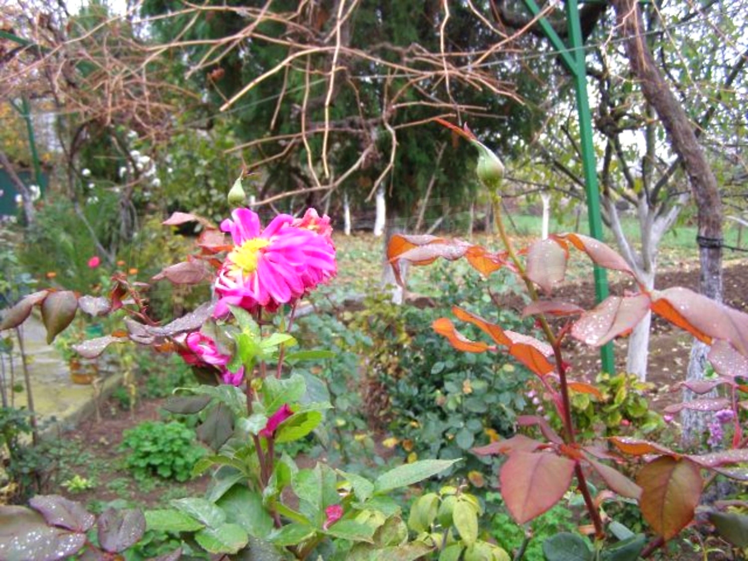 Gallery Picture 18