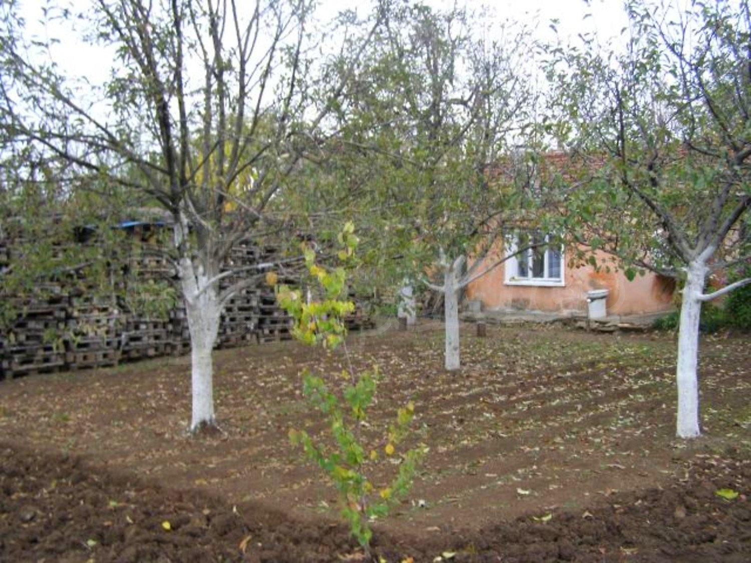 Gallery Picture 29