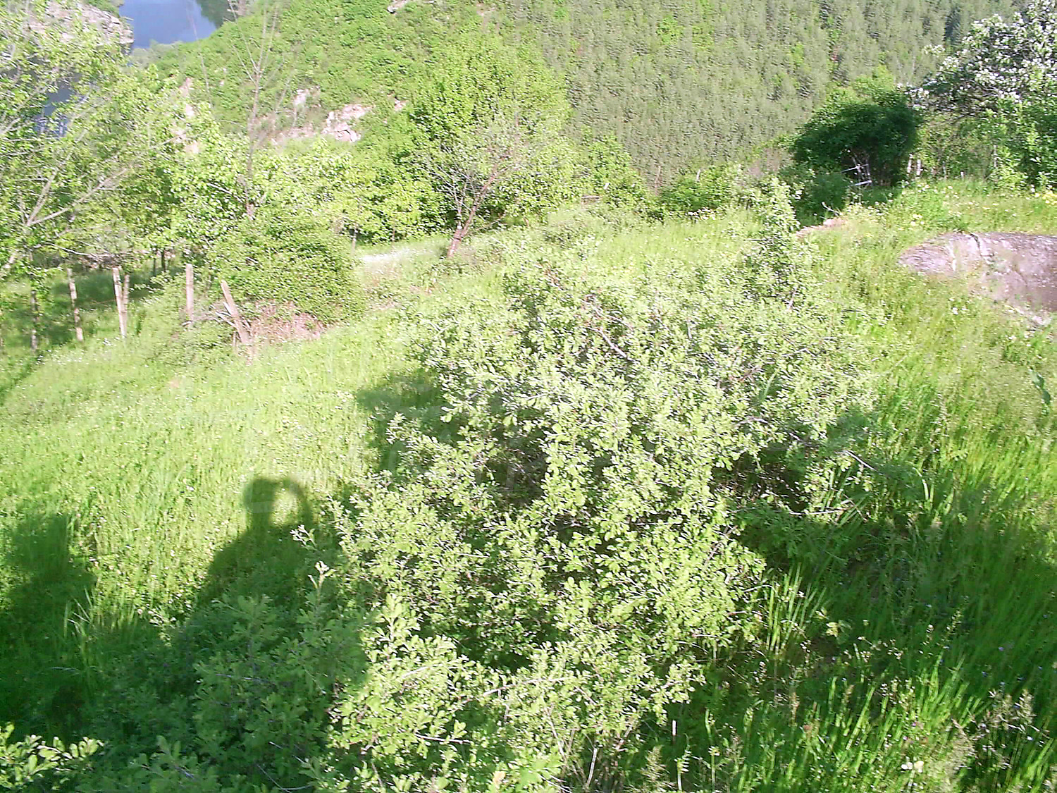 Gallery Picture 68