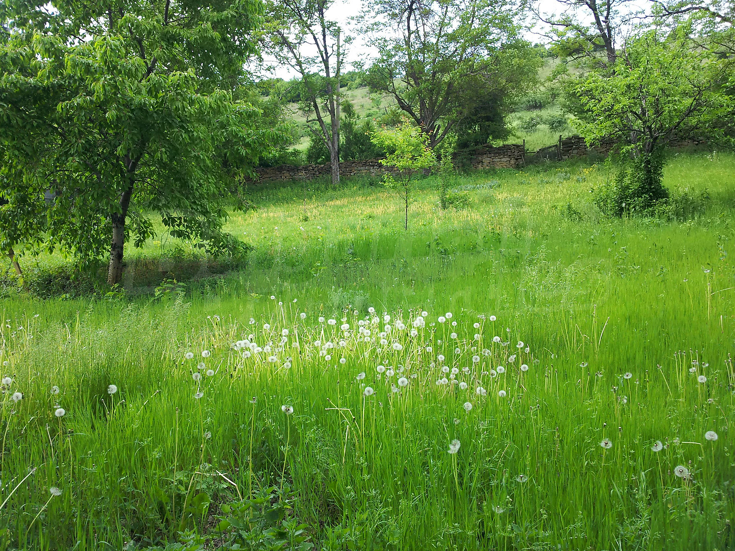 Gallery Picture 26