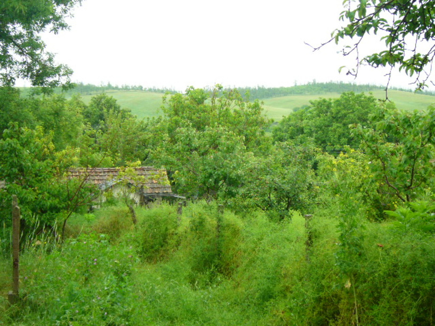 Gallery Picture 18