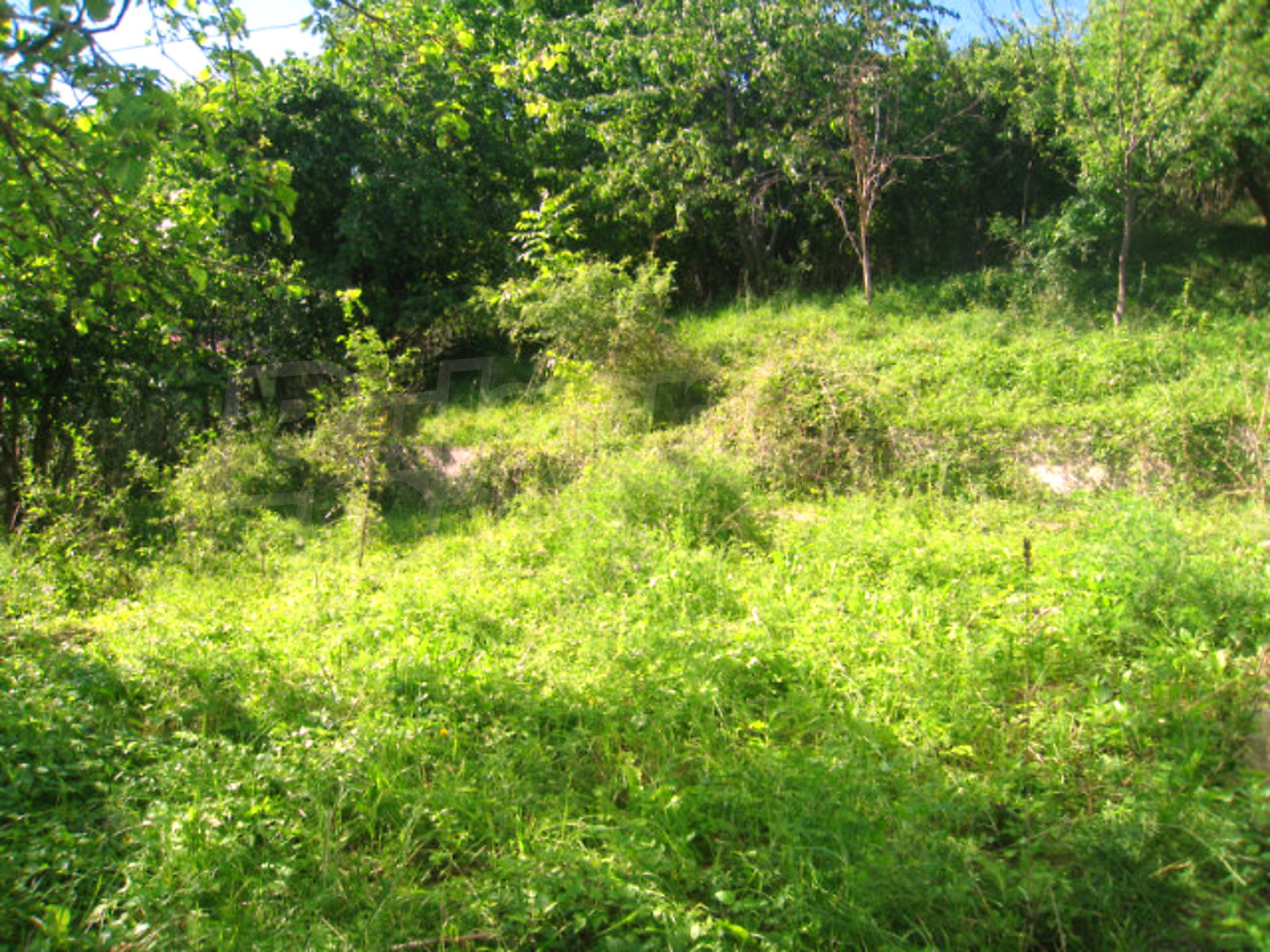 Gallery Picture 31