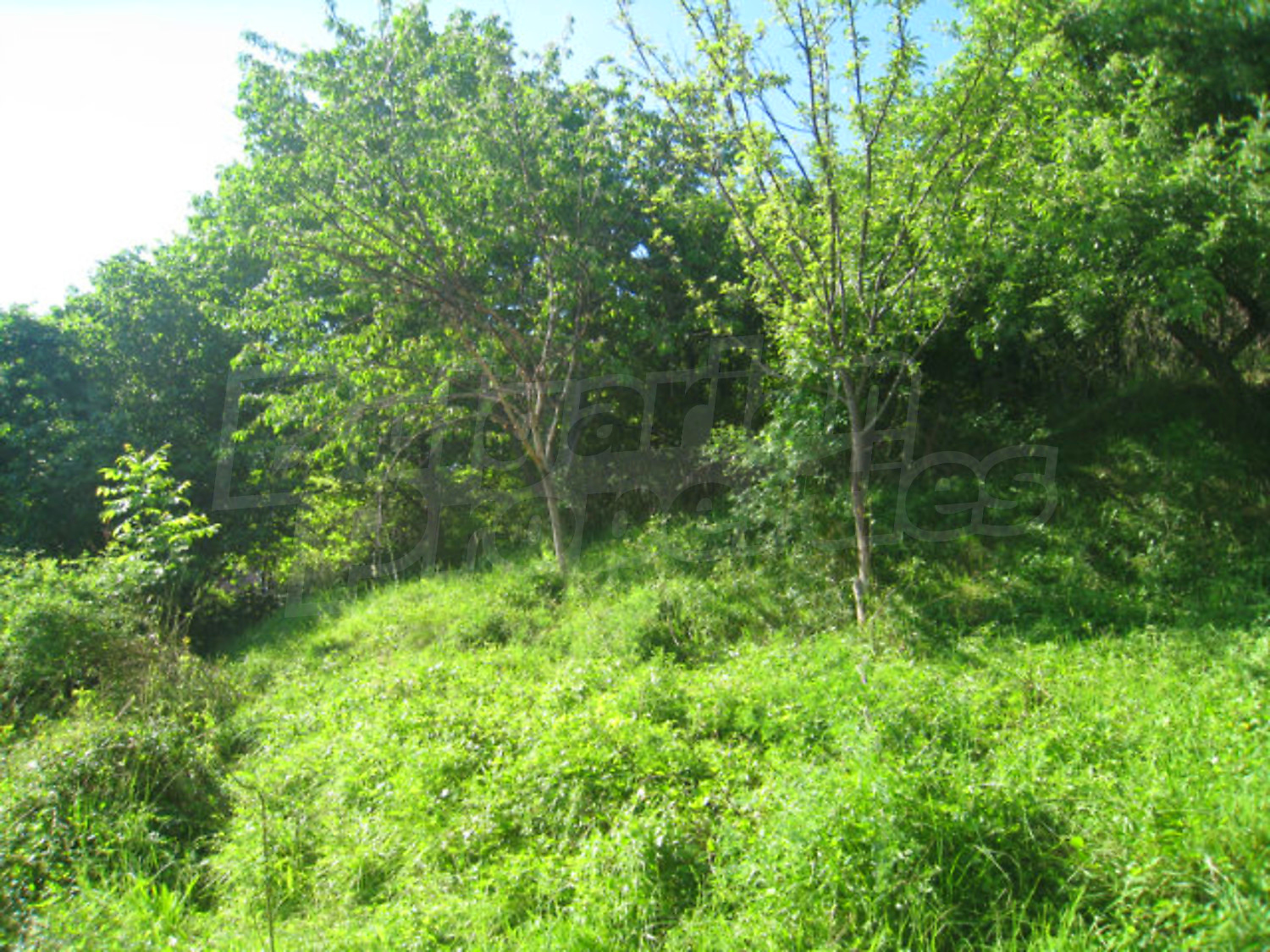 Gallery Picture 33