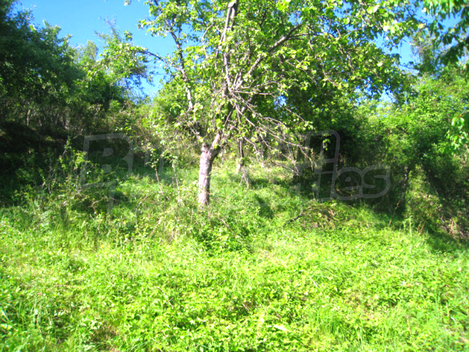 Gallery Picture 34