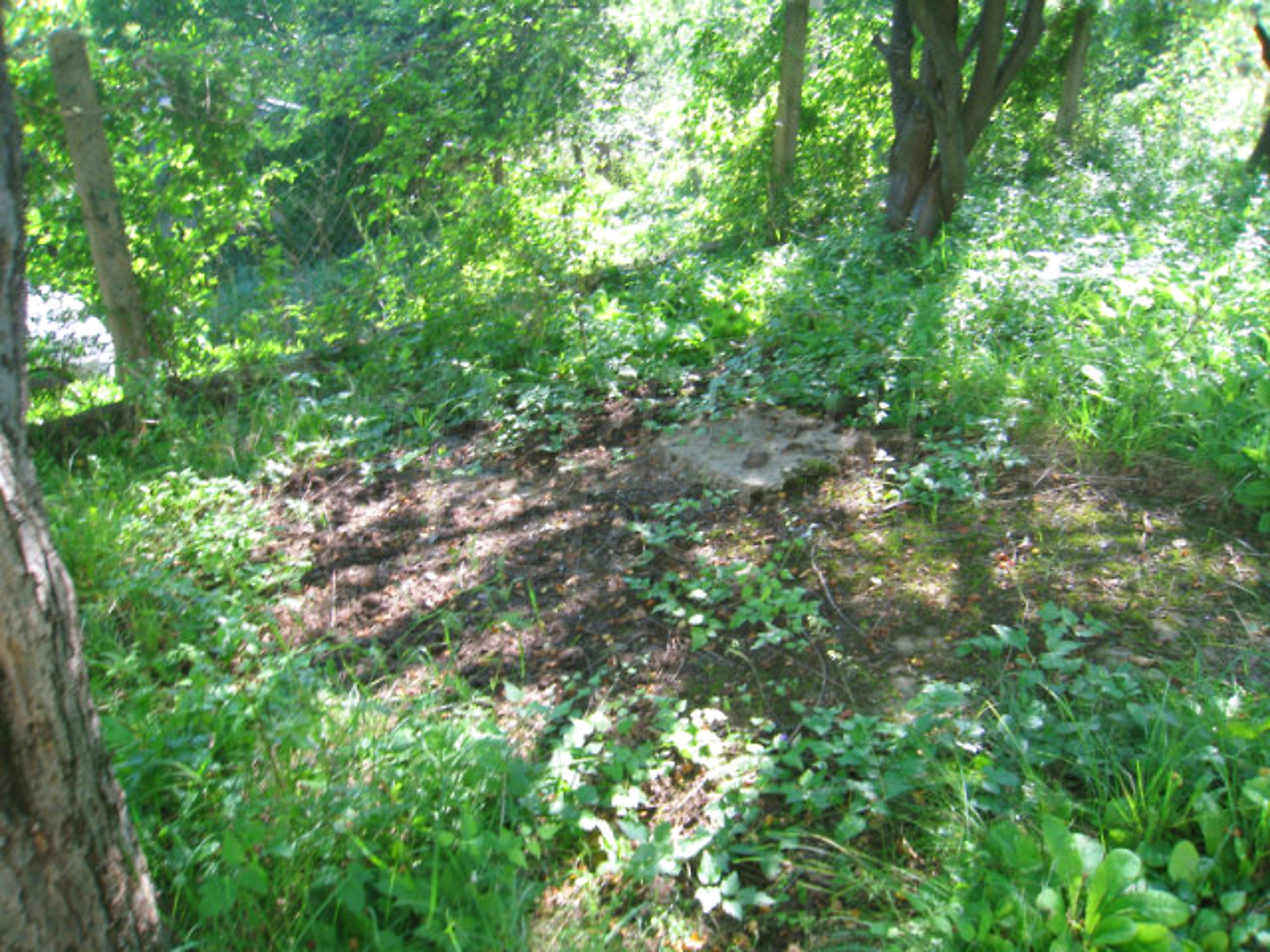 Gallery Picture 38