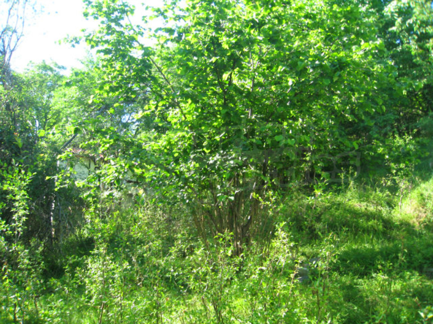 Gallery Picture 40