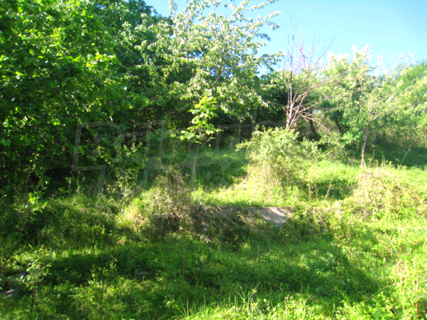 Gallery Picture 41
