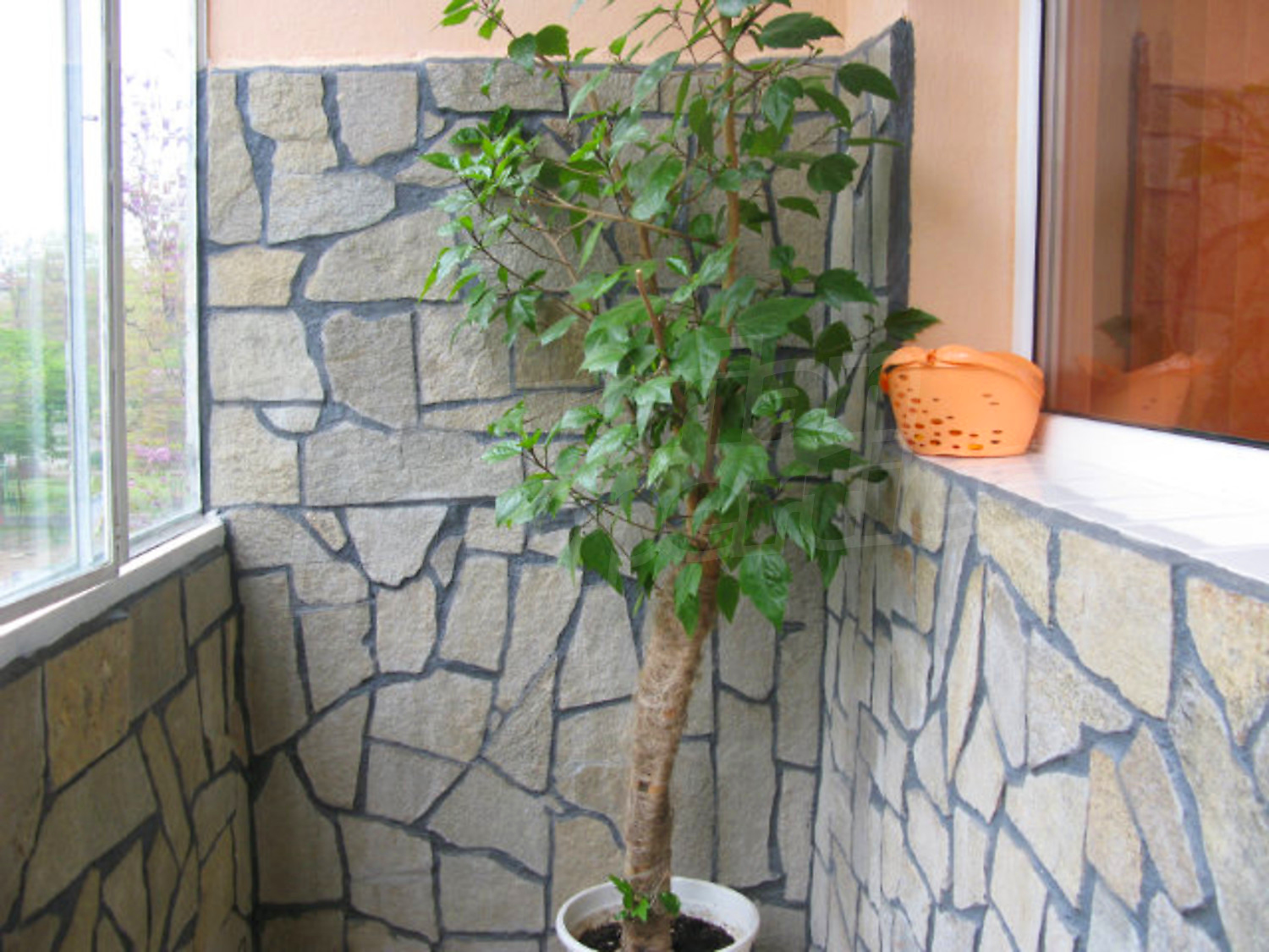 Gallery Picture 18