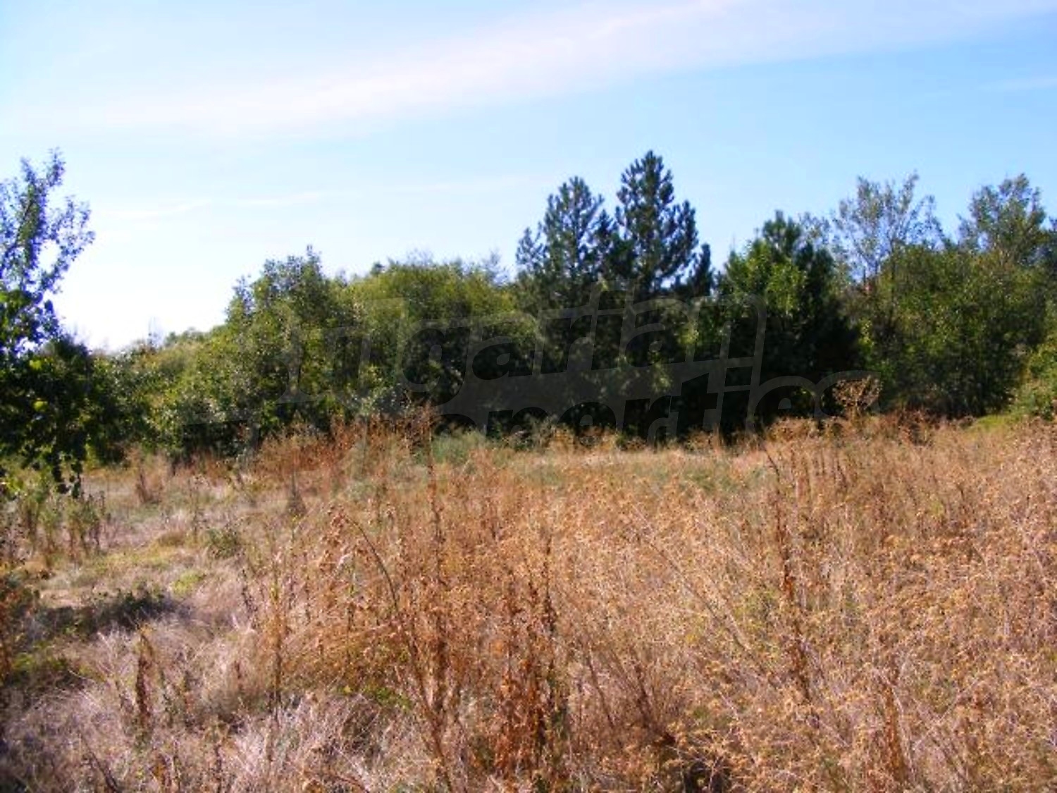 Gallery Picture 33