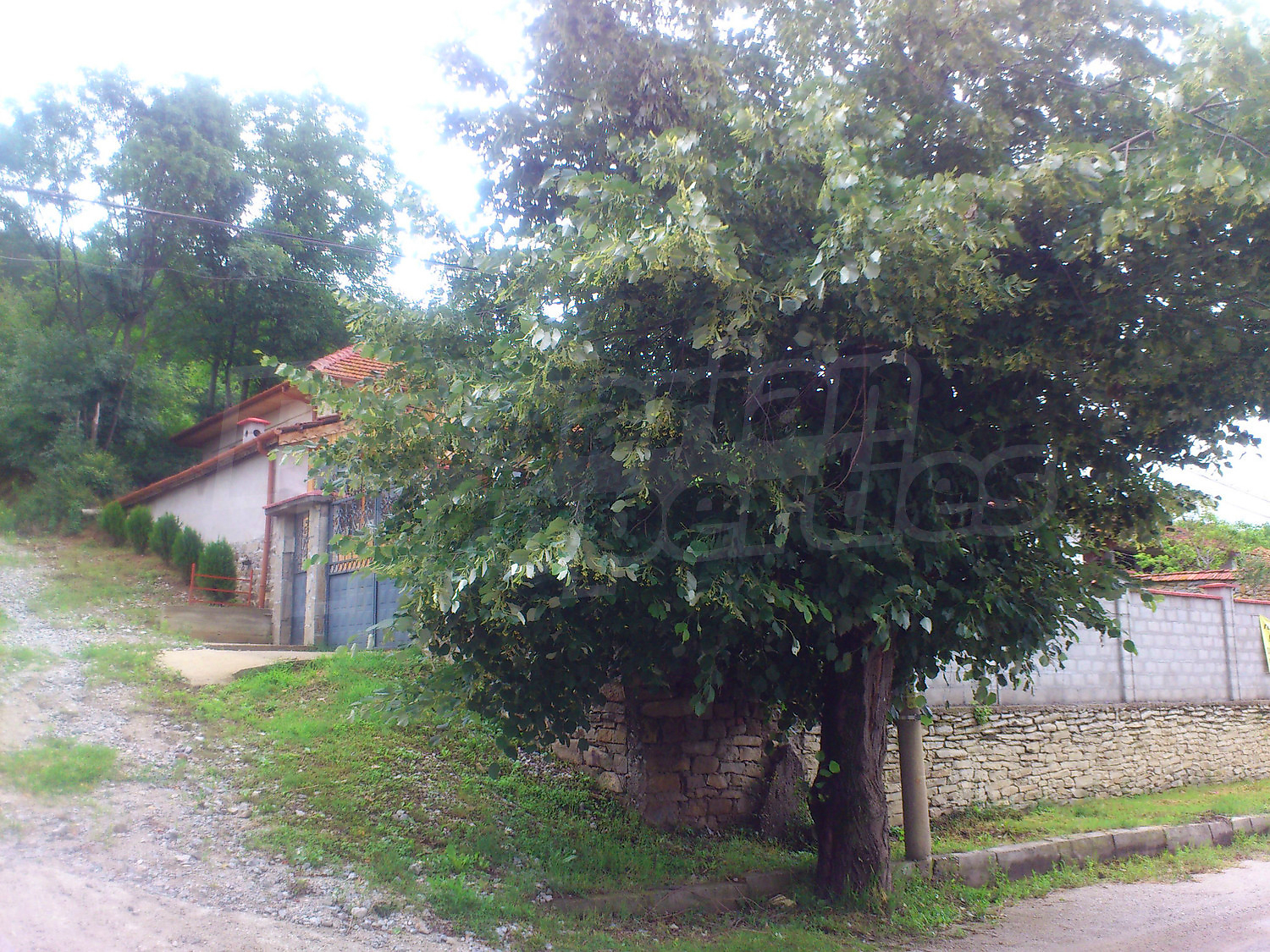 Gallery Picture 43