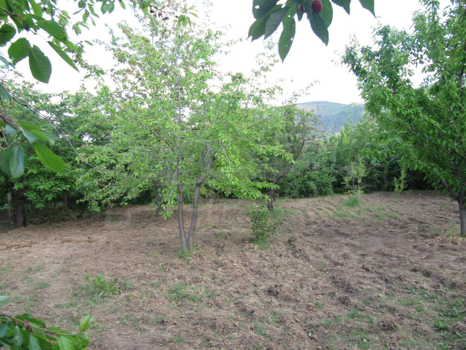 Gallery Picture 31