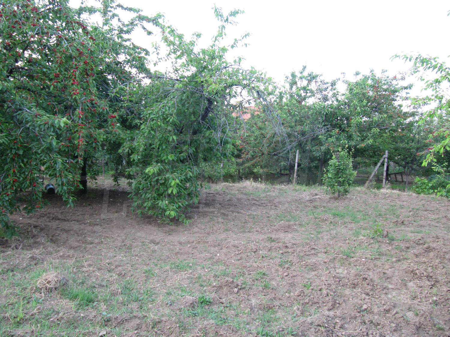 Gallery Picture 39