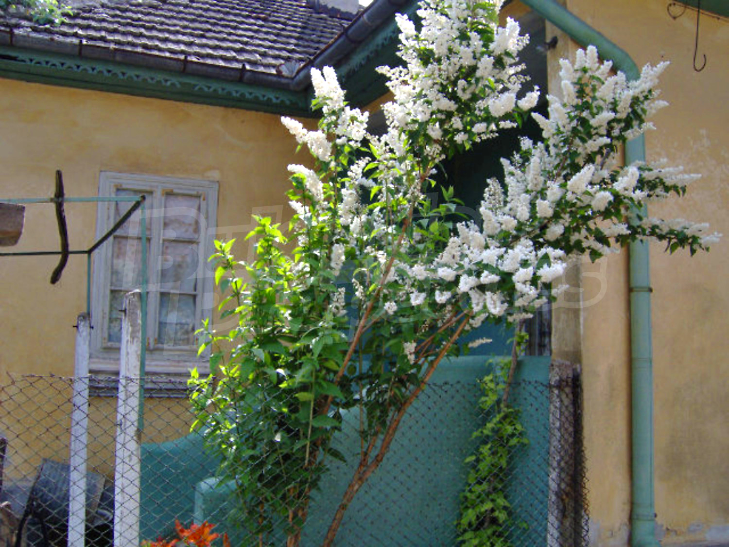 Gallery Picture 11