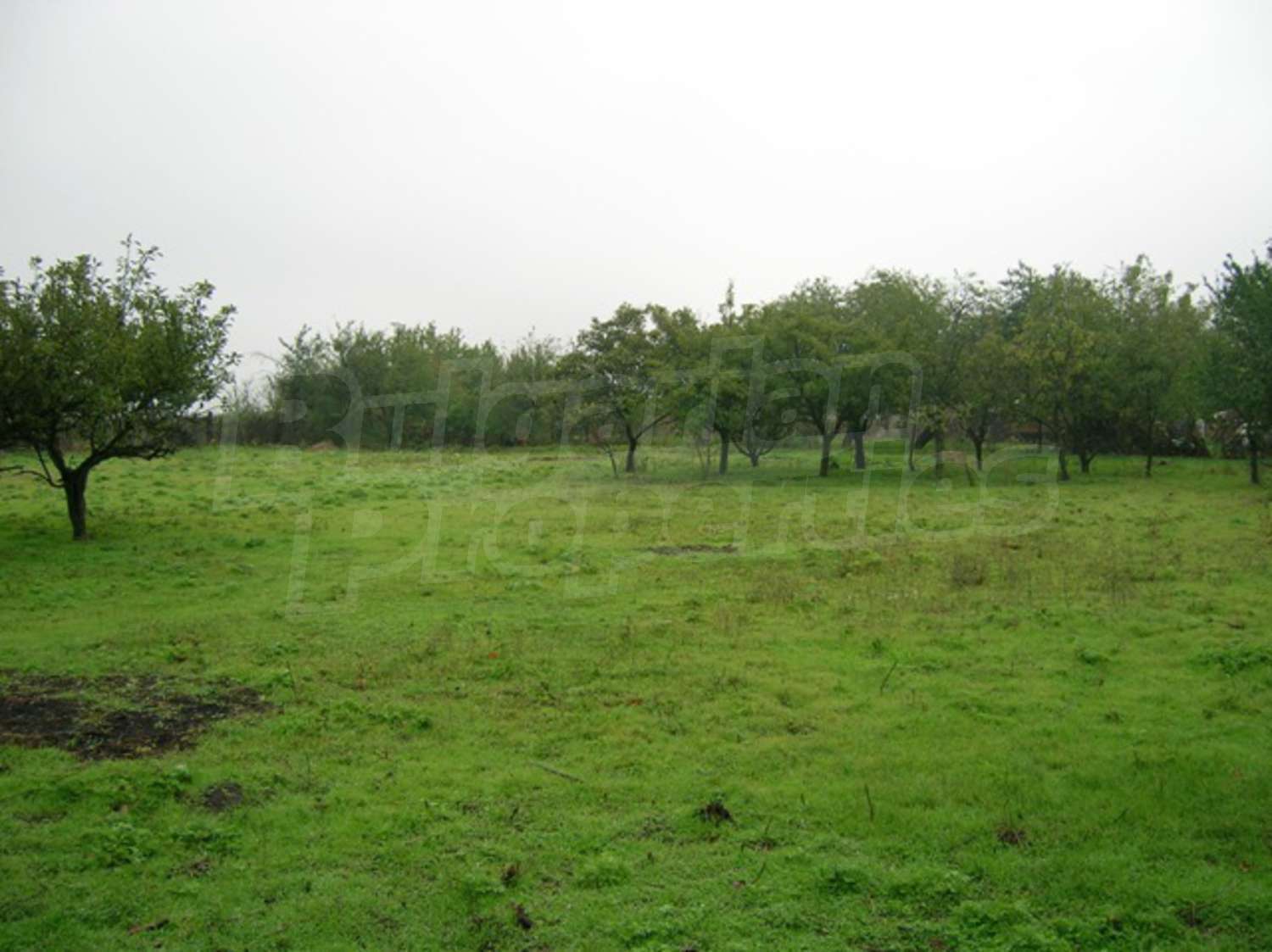 Gallery Picture 25