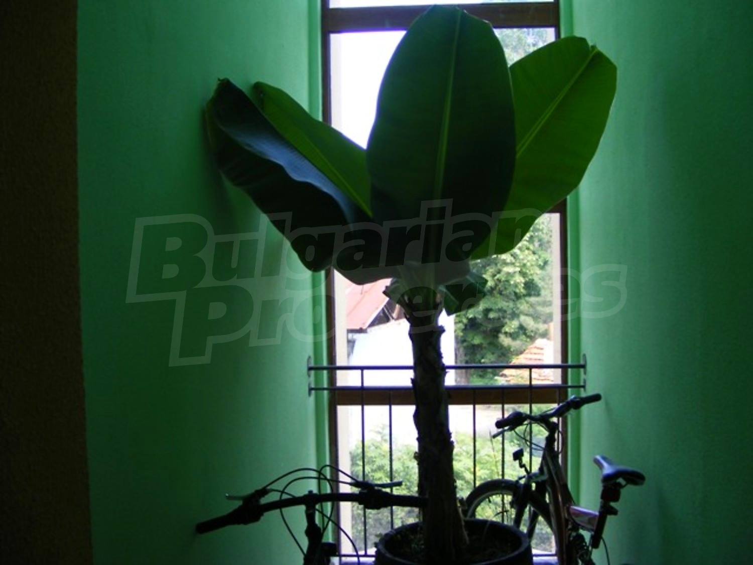 Gallery Picture 13