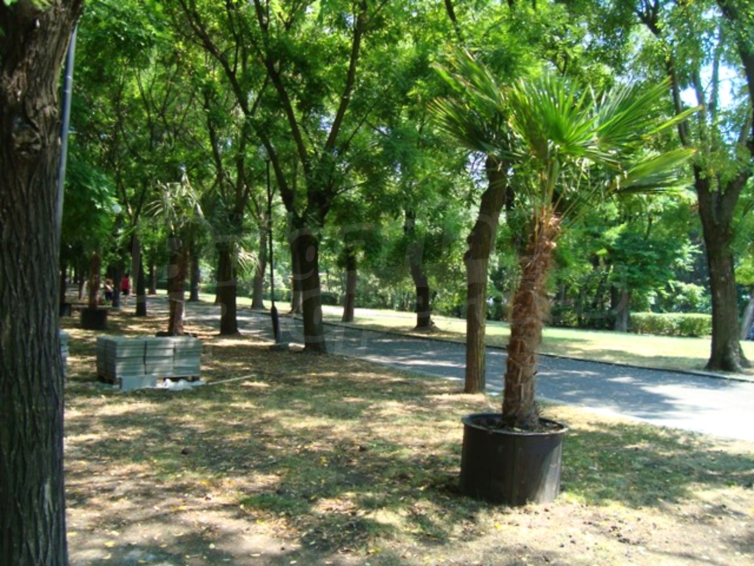 Gallery Picture 47