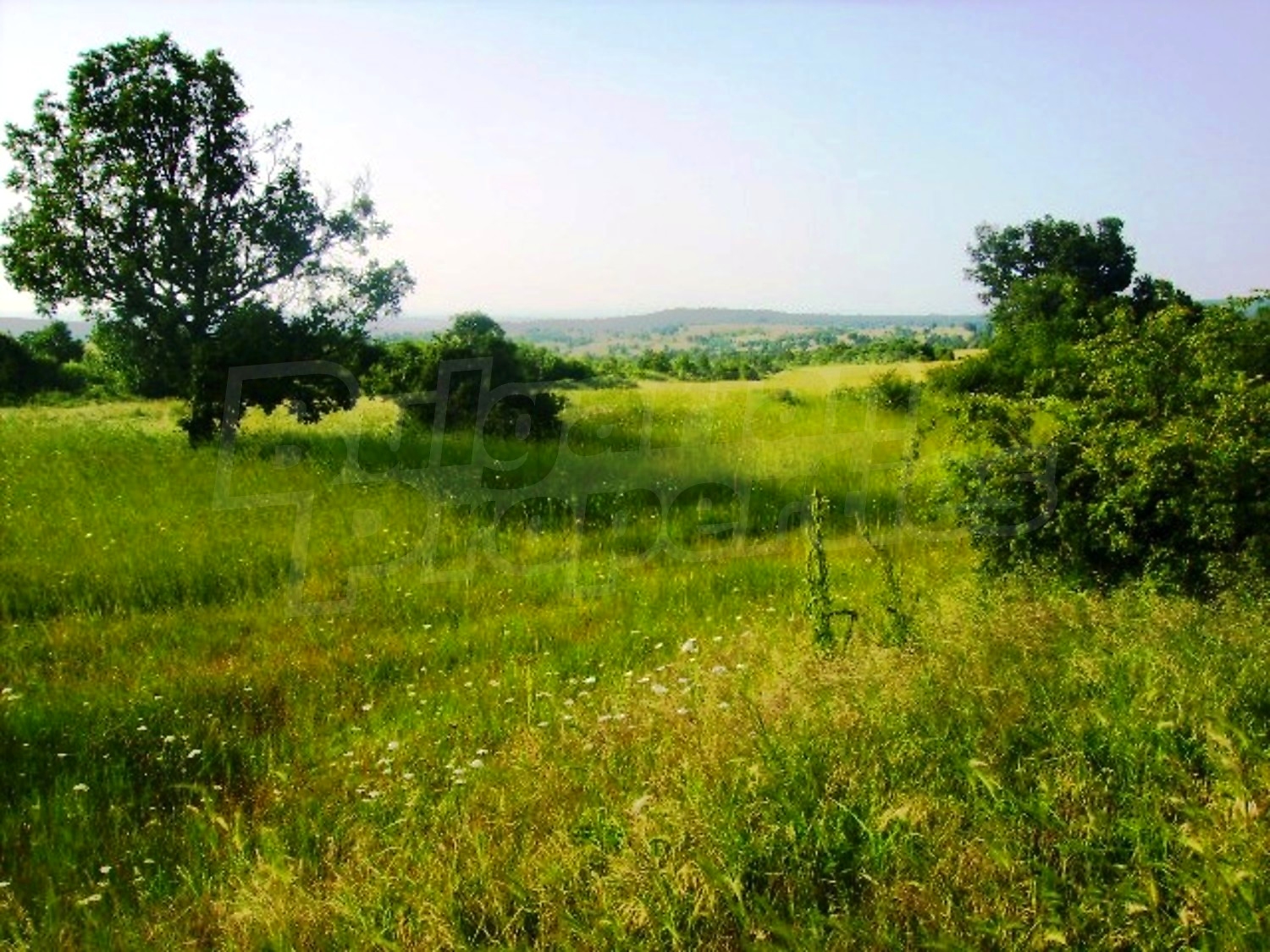 Gallery Picture 12