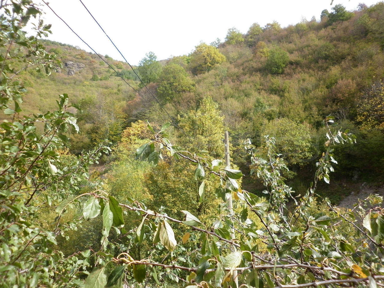 Gallery Picture 12