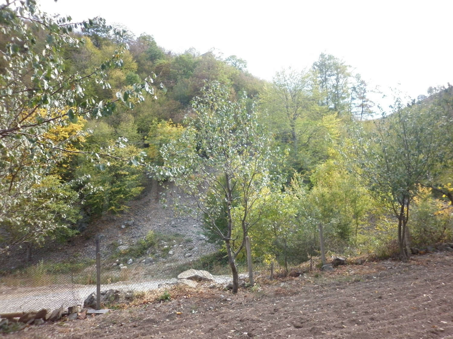 Gallery Picture 13