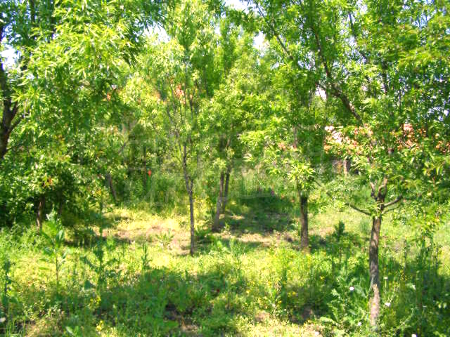Gallery Picture 19
