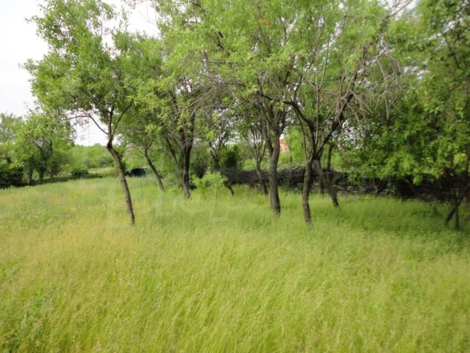 Gallery Picture 33
