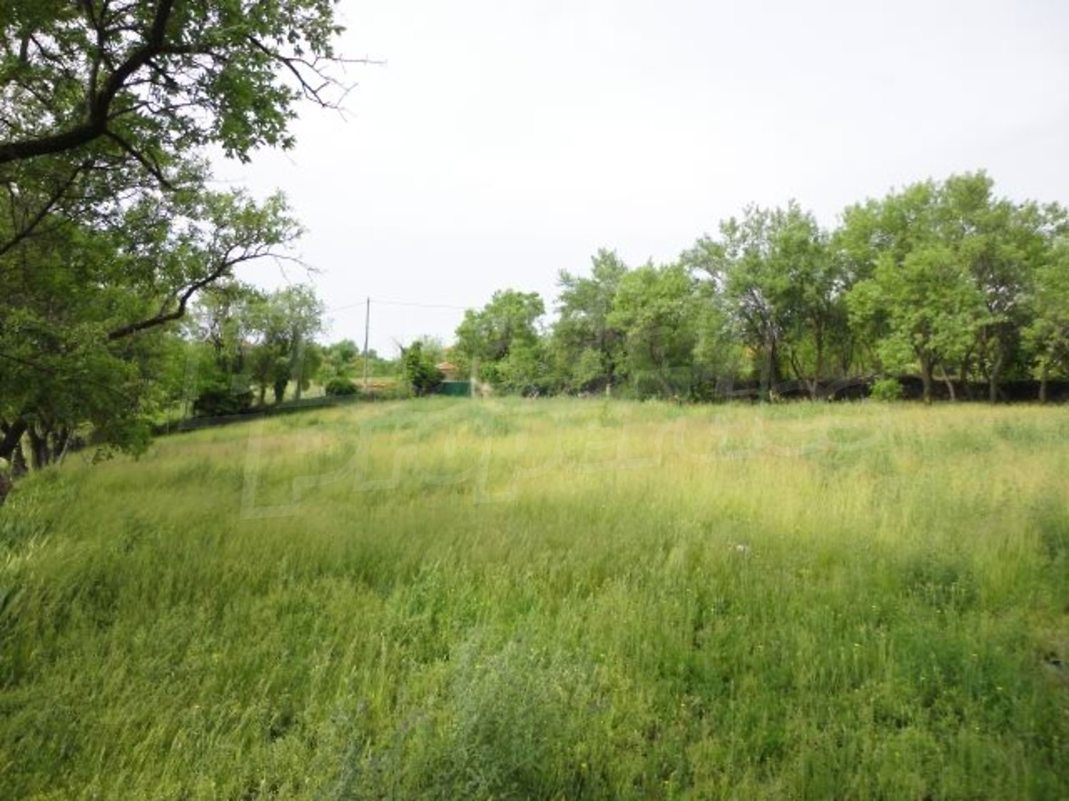 Gallery Picture 38
