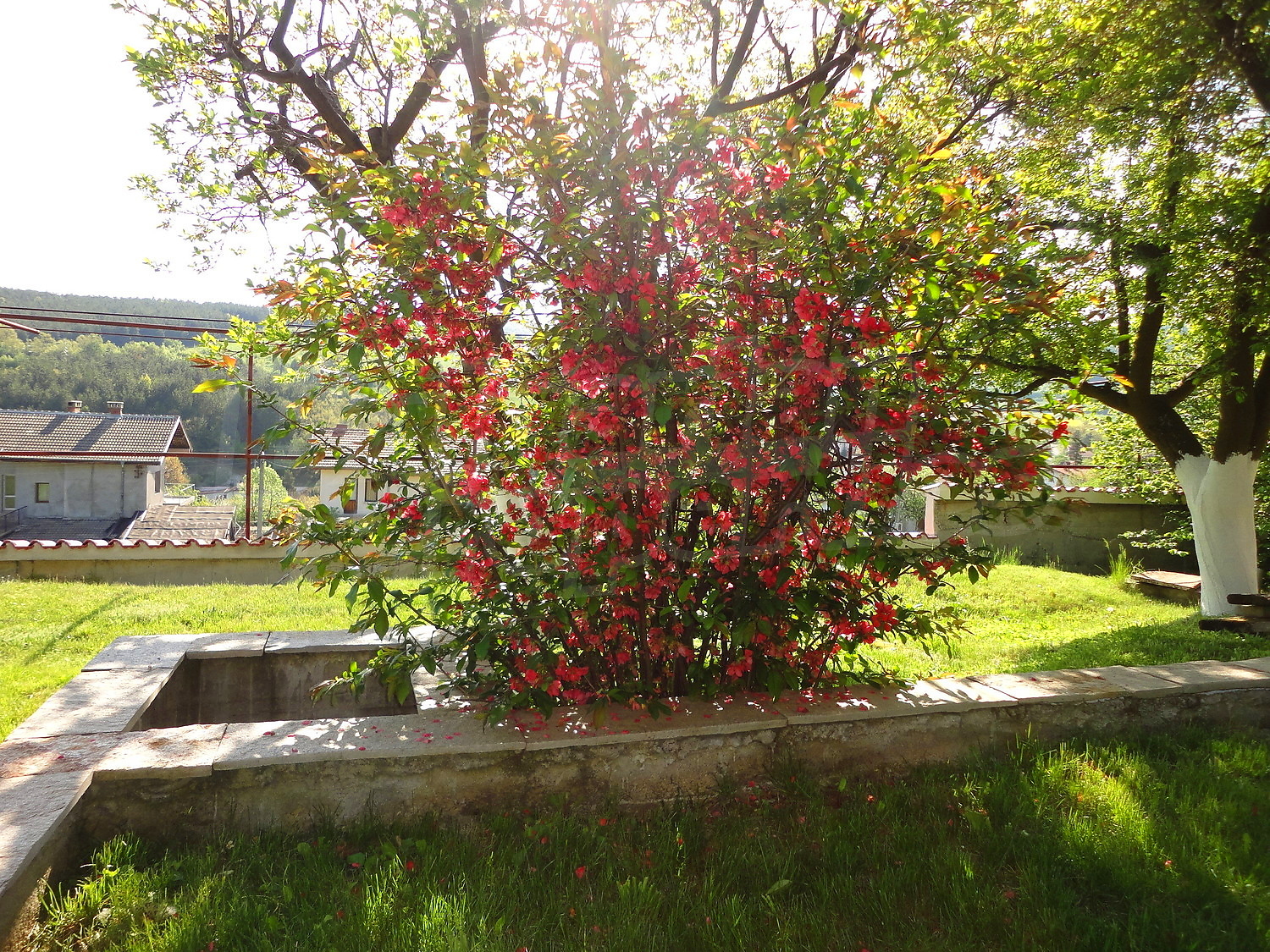 Gallery Picture 59
