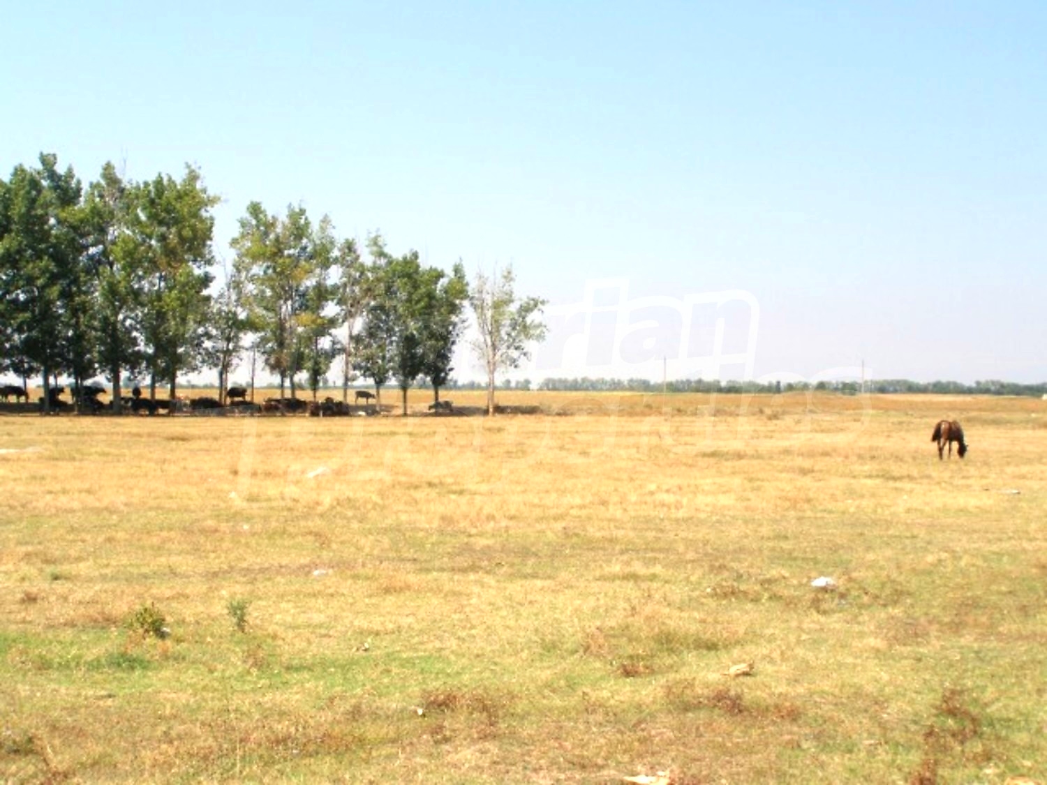 Gallery Picture 31