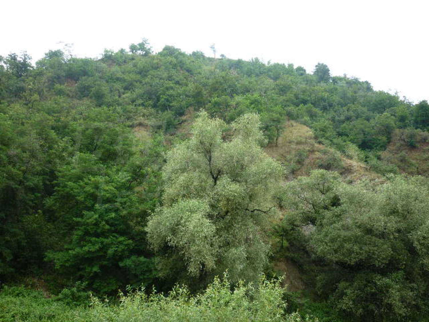 Gallery Picture 10