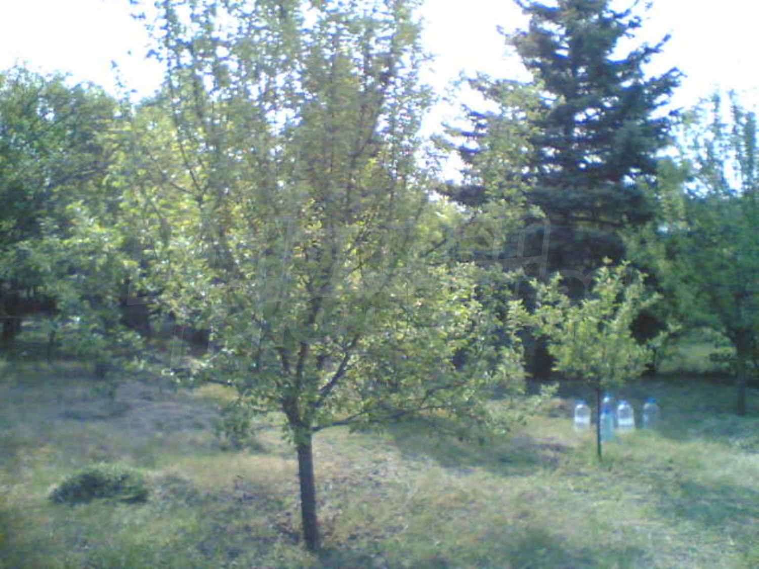 Gallery Picture 19