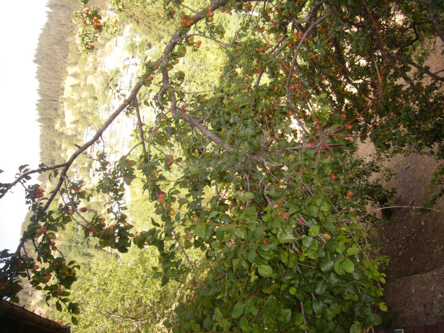 Gallery Picture 16