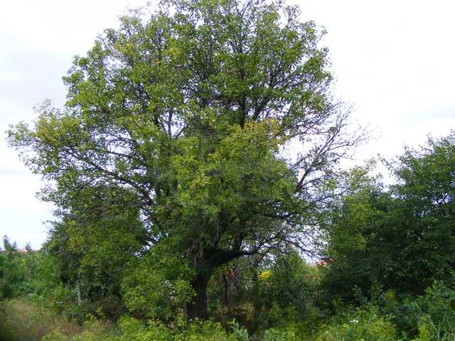 Gallery Picture 29