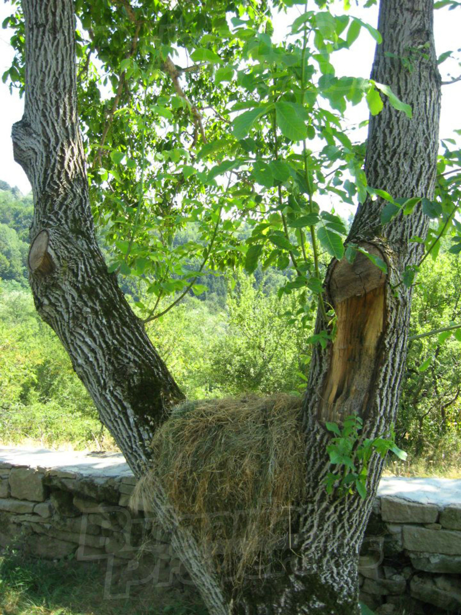 Gallery Picture 24