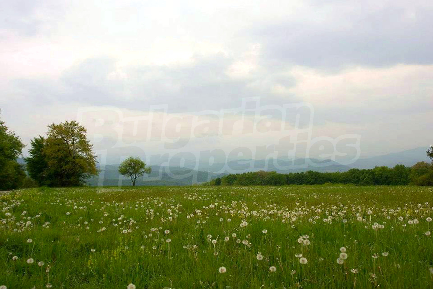 Gallery Picture 32