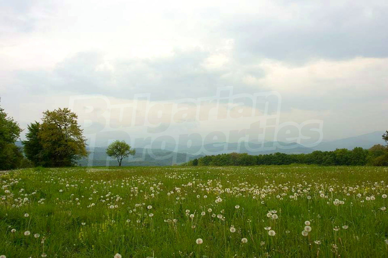 Gallery Picture 5