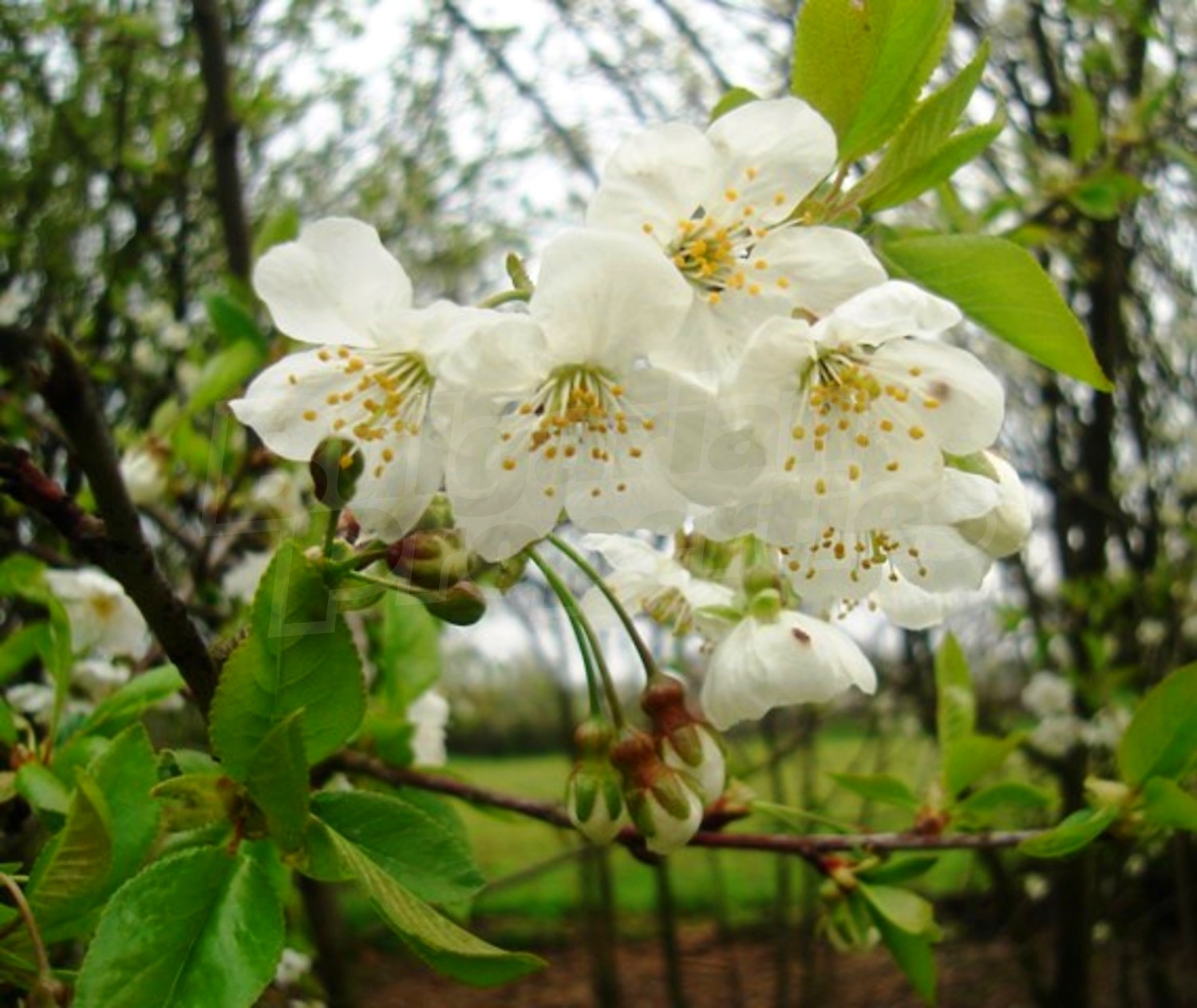 Gallery Picture 33