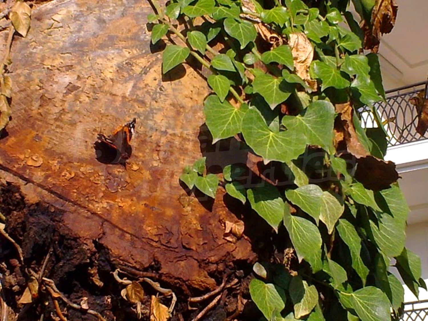 Gallery Picture 15